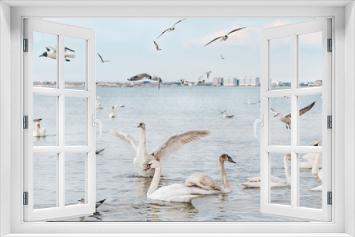 Fototapeta Naklejka Na Ścianę Okno 3D - Beautiful white swan with family, seagulls