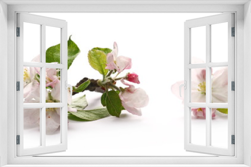 Fototapeta Naklejka Na Ścianę Okno 3D - Blooming apple tree flowers on twig, isolated on white background