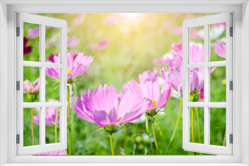 Fototapeta Naklejka Na Ścianę Okno 3D - beautiful pink cosmos flower field.