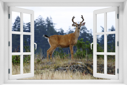 Fototapeta Naklejka Na Ścianę Okno 3D - buck deer with antlers