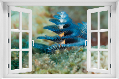 Fototapeta Naklejka Na Ścianę Okno 3D - Christmas tree worm