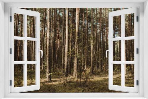 Fototapeta Naklejka Na Ścianę Okno 3D - Coniferous evergreen forest background.