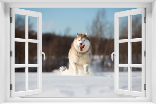 Fototapeta Naklejka Na Ścianę Okno 3D - Crazy, happy and funny beige and white dog breed siberian husky with tonque out running on the snow in the winter field.