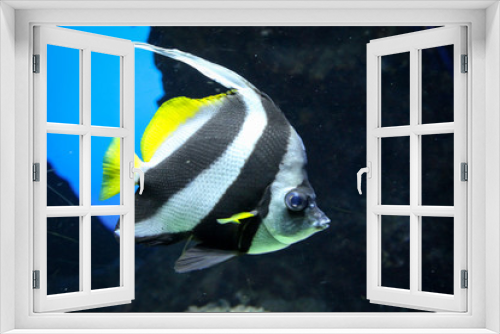 Fototapeta Naklejka Na Ścianę Okno 3D - Fische im Riff