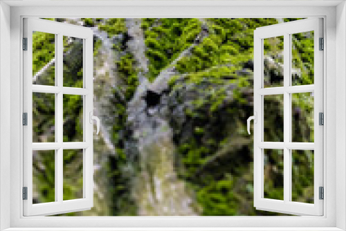 Fototapeta Naklejka Na Ścianę Okno 3D - Vertical upclose look at tree moss