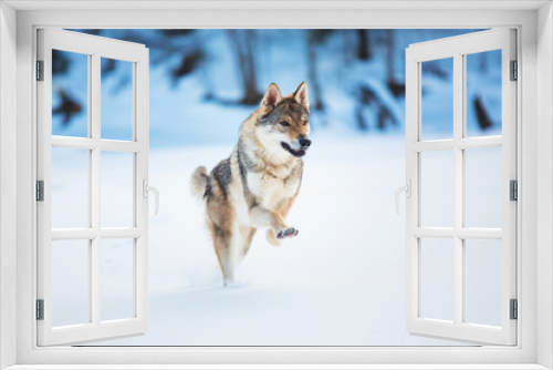 Fototapeta Naklejka Na Ścianę Okno 3D - Grey Wolf, Canis lupus running at camera direction in a meadow on snow