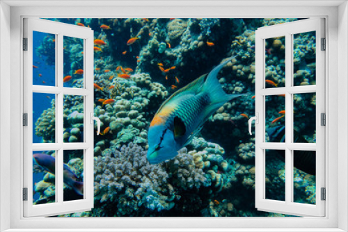 Fototapeta Naklejka Na Ścianę Okno 3D - Bunte Fische im Korallengarten
