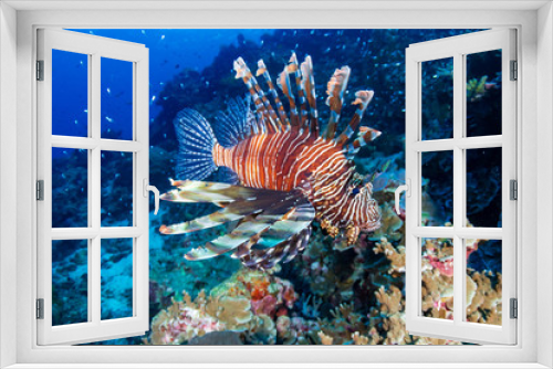 Fototapeta Naklejka Na Ścianę Okno 3D - Colorful Lionfish patrolling a tropical coral reef at sunrise