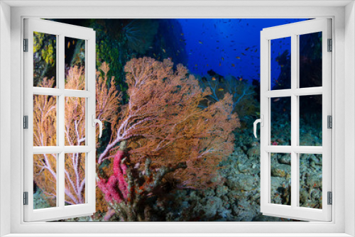 Fototapeta Naklejka Na Ścianę Okno 3D - Underwater swimthrough and scenery on a tropical coral reef in Thailand's Similan Islands