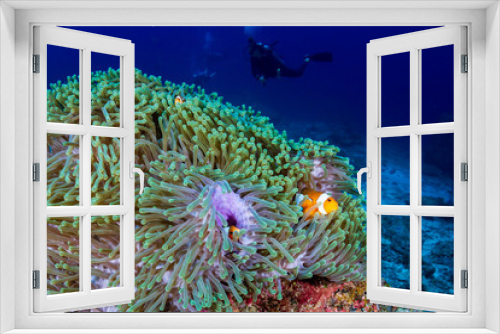 Fototapeta Naklejka Na Ścianę Okno 3D - A pair of Clownfish in their home anemone on a tropical coral reef