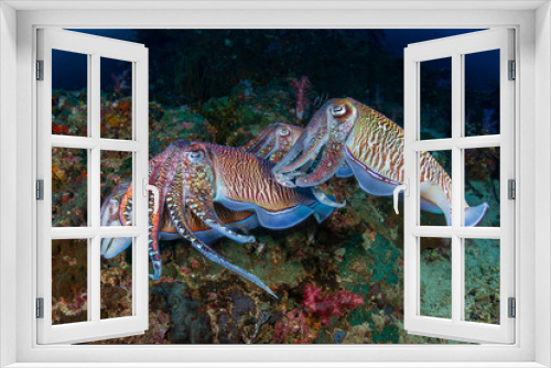 Fototapeta Naklejka Na Ścianę Okno 3D - Mating Cuttlefish on a tropical coral reef at sunrise (Richelieu Rock)