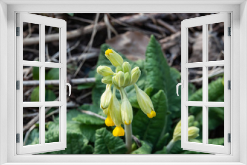 Fototapeta Naklejka Na Ścianę Okno 3D - Cowslip Primrose Flower Buds in Springtime