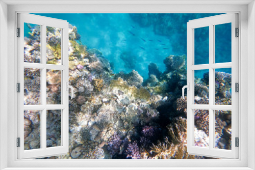 Fototapeta Naklejka Na Ścianę Okno 3D - Underwater photography of coral reefs in the red sea. Clear blue water, beautiful corals. Natural natural background. Place to insert text. The theme of tourism and travel.