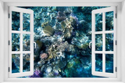 Fototapeta Naklejka Na Ścianę Okno 3D - Underwater photography of coral reefs in the red sea. Clear blue water, beautiful corals. Natural natural background. Place to insert text. The theme of tourism and travel.