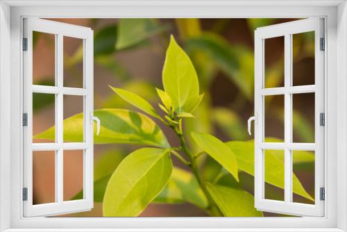 Fototapeta Naklejka Na Ścianę Okno 3D - Leaf of Cinnamomum camphora tree