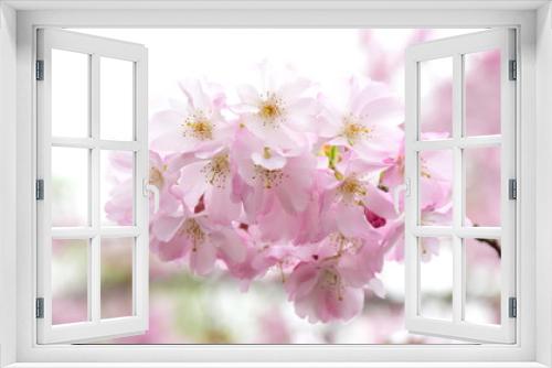 Fototapeta Naklejka Na Ścianę Okno 3D - Zierkirschenblüten vor hellen Hintergrund freigestellt