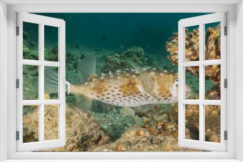 Fototapeta Naklejka Na Ścianę Okno 3D - Diodon fish in the Red Sea Colorful and beautiful, Eilat Israel