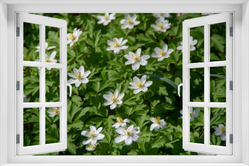 Fototapeta Naklejka Na Ścianę Okno 3D - Weiße Blumen und Blüten im Focus #11