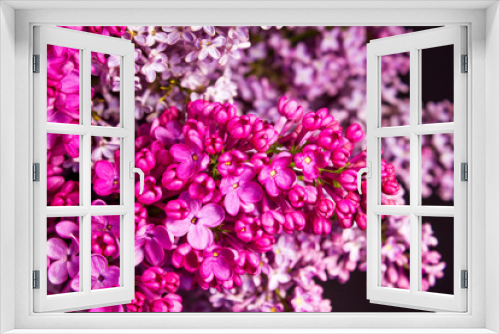 Fototapeta Naklejka Na Ścianę Okno 3D - bouquet of lilacs of different colors