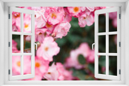 Fototapeta Naklejka Na Ścianę Okno 3D - Beautiful detail of scented botanical garden flowers