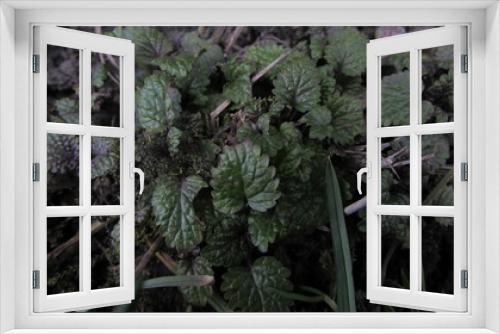 Fototapeta Naklejka Na Ścianę Okno 3D - cabbage in garden