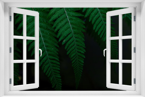 Fototapeta Naklejka Na Ścianę Okno 3D - Green fern in black background