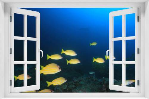 Fototapeta Naklejka Na Ścianę Okno 3D - Coral reef and fish underwater 