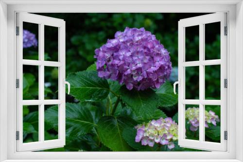 Fototapeta Naklejka Na Ścianę Okno 3D - 雨の中咲く紫陽花