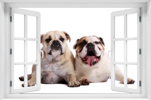 Fototapeta Naklejka Na Ścianę Okno 3D - Zwei englische Bulldoggen