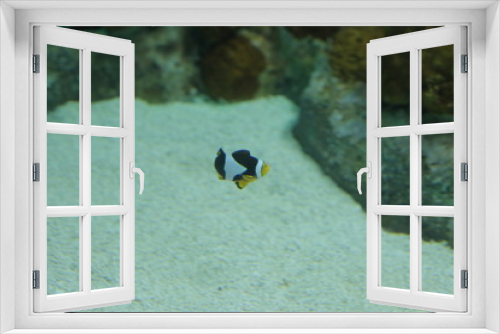 Fototapeta Naklejka Na Ścianę Okno 3D - aquarium , fish , sea fish , Nemo fish , cartoon fish