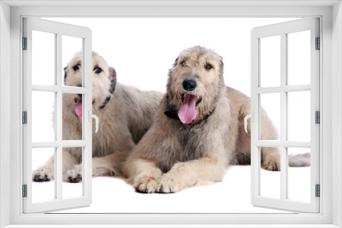 Fototapeta Naklejka Na Ścianę Okno 3D - zwei liegende Irish Wolfhounds