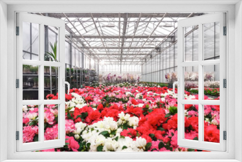 Fototapeta Naklejka Na Ścianę Okno 3D - Cultivated ornamental flowers growing in a commercial plactic foil covered horticulture greenhouse