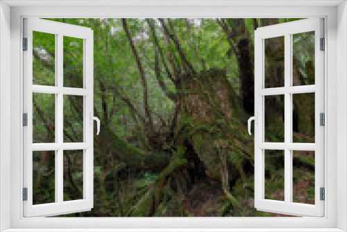 Fototapeta Naklejka Na Ścianę Okno 3D - 屋久島の森