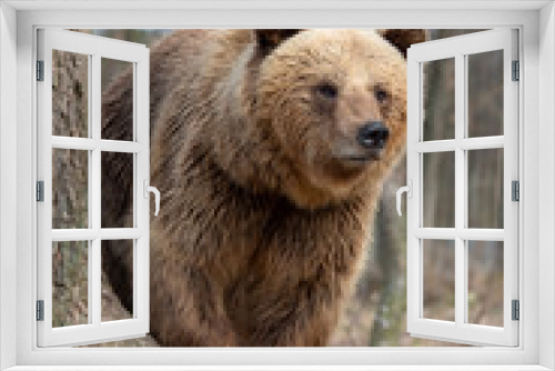 Fototapeta Naklejka Na Ścianę Okno 3D - Big brown bear in forest
