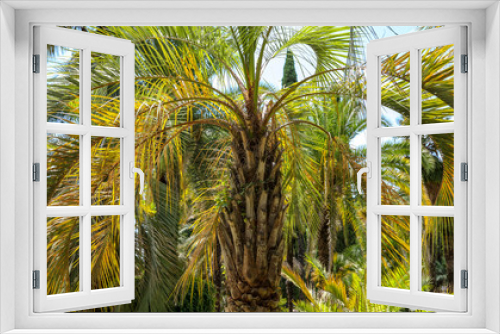 Fototapeta Naklejka Na Ścianę Okno 3D - Palm trees in the park. Subtropical climate