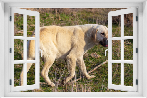 Fototapeta Naklejka Na Ścianę Okno 3D - Portrait of a dog on the grass in spring