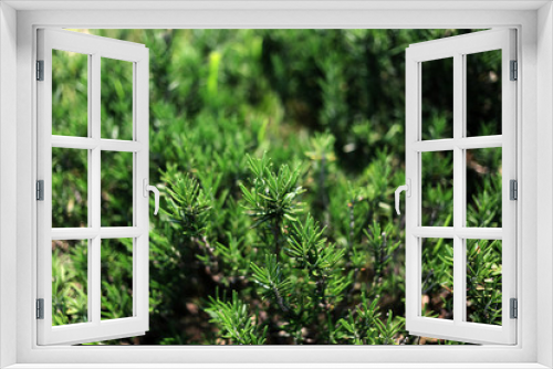 Fototapeta Naklejka Na Ścianę Okno 3D - Rosemary plants (Rosmarinus officinalis) herb growing in vegetable plot.