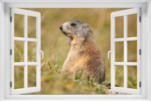 Fototapeta Naklejka Na Ścianę Okno 3D - Alpenmurmeltier, Alpine Marmot, Marmota marmota