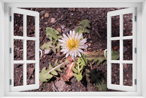 Fototapeta Naklejka Na Ścianę Okno 3D - A white dandelion
