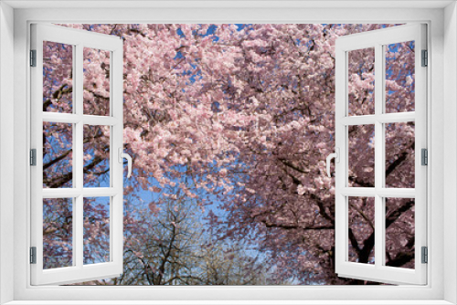 Fototapeta Naklejka Na Ścianę Okno 3D - pink cherry blossom in spring