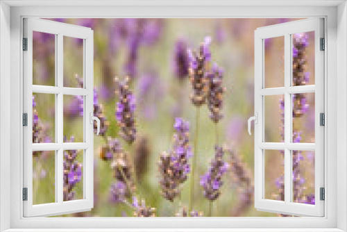 Fototapeta Naklejka Na Ścianę Okno 3D - Lavender flowers