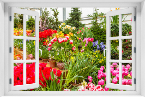Fototapeta Naklejka Na Ścianę Okno 3D - Flowers in green house. Floral bouquet shop. Blooming plants and multi color flowers inside a garden center