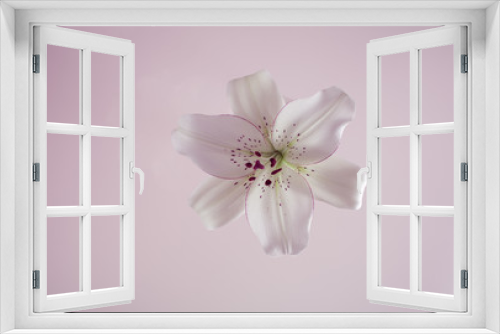 Fototapeta Naklejka Na Ścianę Okno 3D - A white tiger lily from above. Symbol of untouched beauty.