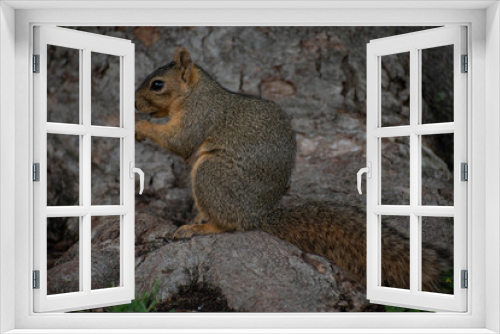 Fototapeta Naklejka Na Ścianę Okno 3D - Squirrel Side View on Tree Root