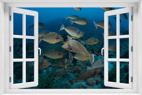 Fototapeta Naklejka Na Ścianę Okno 3D - Schooling unicorn fish, Red Sea, Egypt.