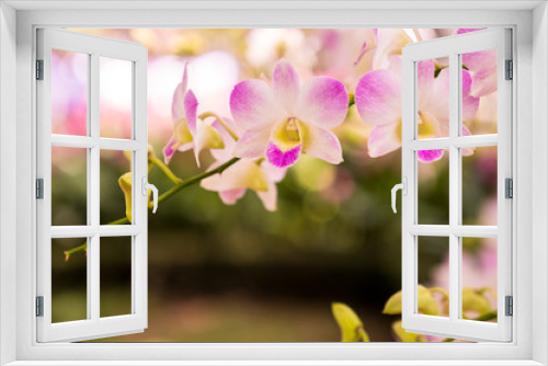 Fototapeta Naklejka Na Ścianę Okno 3D - Orchid Dendrobium pompadour
