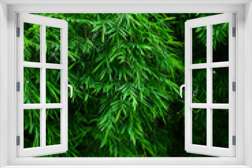 Fototapeta Naklejka Na Ścianę Okno 3D - green bamboo leaf tree in nature