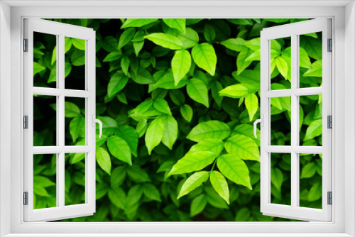 Fototapeta Naklejka Na Ścianę Okno 3D - green leaf bush wall closeup in garden