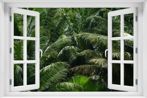 Fototapeta Naklejka Na Ścianę Okno 3D - coconut leaf tree in garden