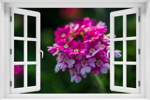 Fototapeta Naklejka Na Ścianę Okno 3D -  fully bloom seasonal flowers in field